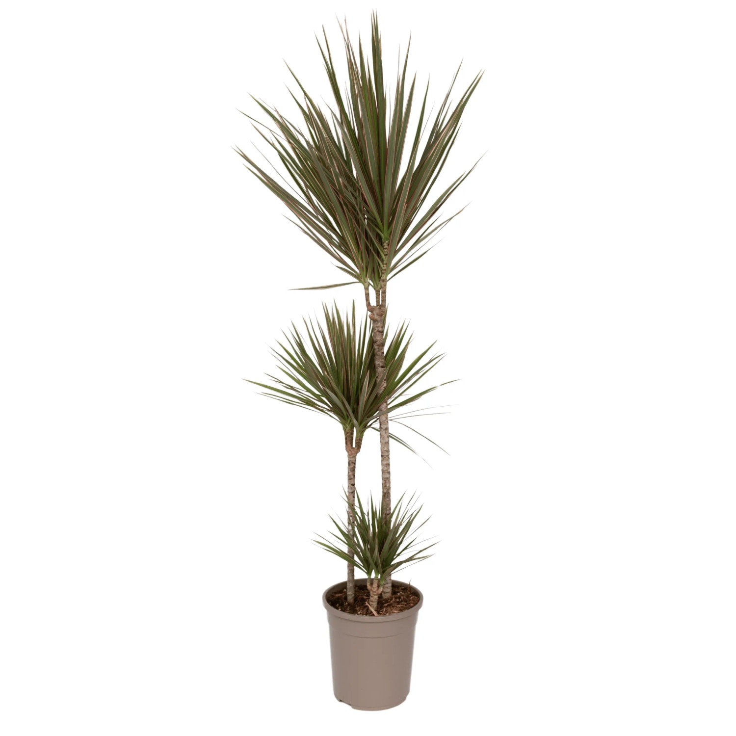 Plant In A Box Drachenbaum  Dracaena Marginata 'Bicolor' Höhe 110cm Ø24 Grün