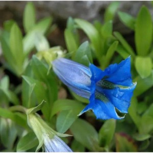 Blauer Stengelloser Enzian (Gentiana acaulis) im Detail.