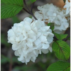 Nahaufnahme des weißen Etagen Schneeballs Newport (Viburnum plicatum) mit grünen Blättern.