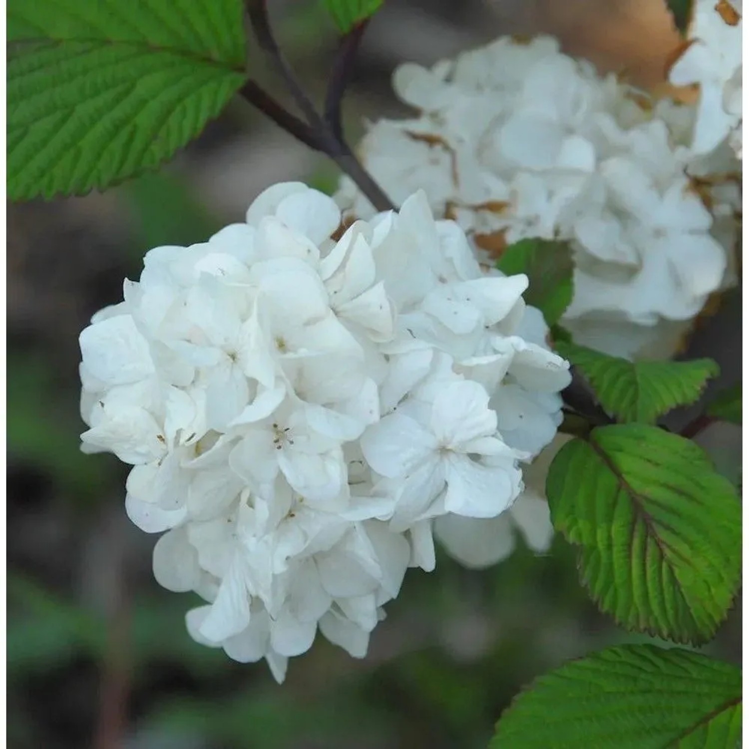 Etagen Schneeball Newport 30-40cm - Viburnum plicatum
