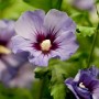 Nahaufnahme des blau blühenden Gartenhibiskus Marina mit rotem Auge.