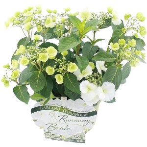 Girlanden-Hortensie Runaway Bride mit weißen Blüten im Topf.