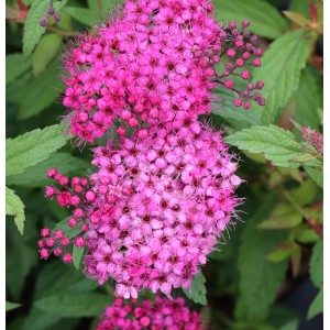 Nahaufnahme des rot blühenden Sommerspierstrauchs 'Anthony Waterer'.
