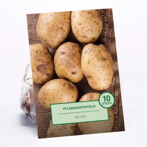 Pflanzkartoffeln Belana, 10 Stück, vor einem Jutesack und Holzhintergrund.
