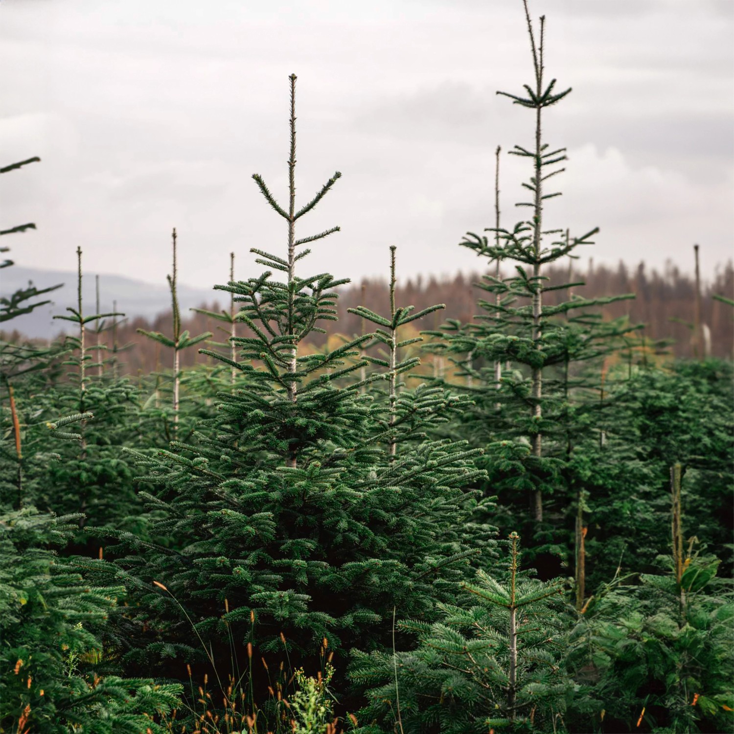 Weihnachtsbaum Echte Nordmanntanne 175 - 200 Cm Hoch Gesägt Kaufen Bei OBI