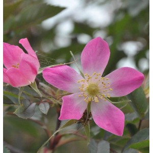 Nahaufnahme einer blühenden Hechtrose (Rosa glauca) mit rosa Blütenblättern und gelber Mitte.