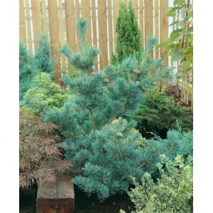 Bonsai Kiefer 'Schoons', 25-30 cm, mit blauen Nadeln im Garten.