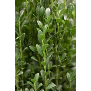 Immergrüne Ilex crenata 'Fastigiata' Heckenpflanze, 40-50 cm hoch, mit dichtem, glänzendem Laub.