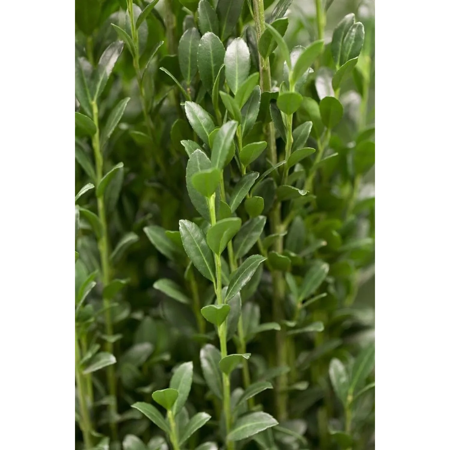 Pflanzen fr dich Ilex crenata 'Fastigiata' 40-50 cm winterhart kaufen bei  OBI