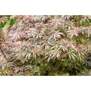 Acer Palmatum Jerre Schwartz Japanischer Ahorn, 125–150 cm, mit filigranem, rötlichem Laub.