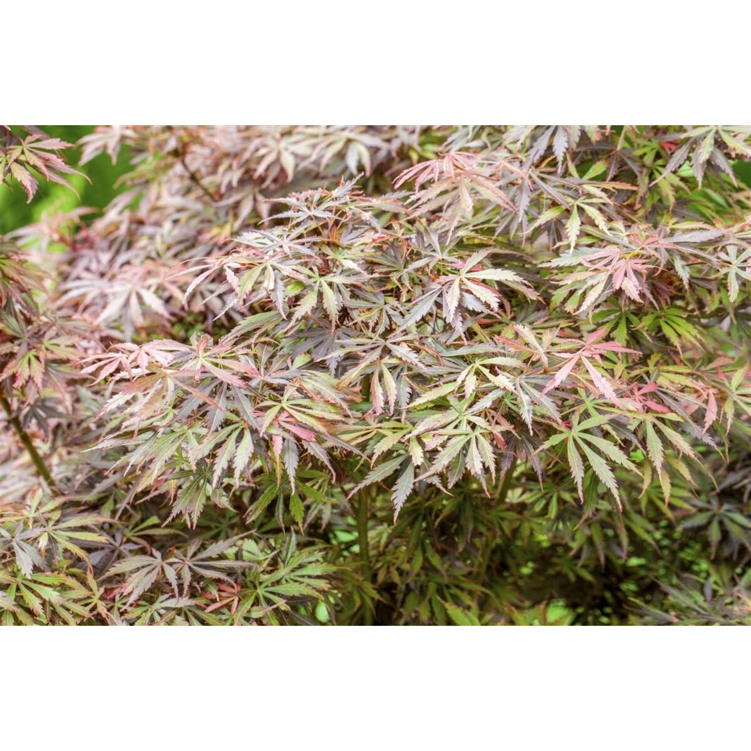 Acer Palmatum Jerre Schwartz Japanischer Ahorn 125–150 cm günstig online kaufen