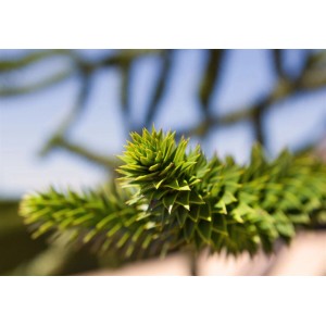 Nahaufnahme: Andentanne (Araucaria araucana) mit spiralförmigen, grünen Nadeln.