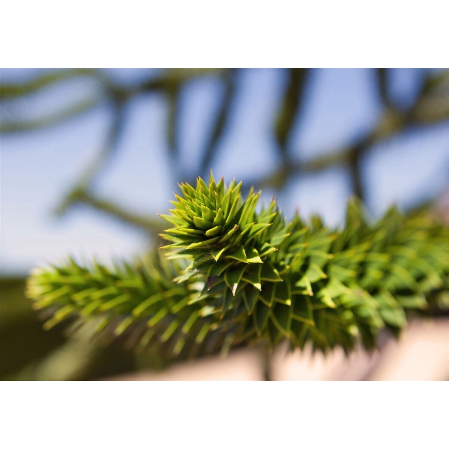 Araucaria Araucana Andentanne 20–25 cm günstig online kaufen