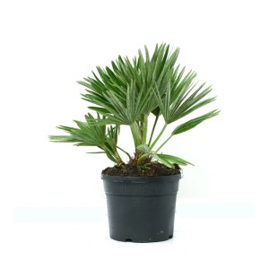 Kompakte Zwergpalme (Chamaerops humilis Compacta) im schwarzen Topf, ca. 20 cm hoch.