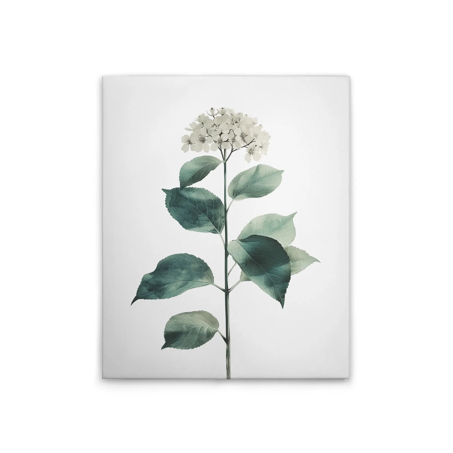 Tadessi Leinwandbild - M1-No.51825 - Hortensie Weiß - 40 x 50 cm - Querformat