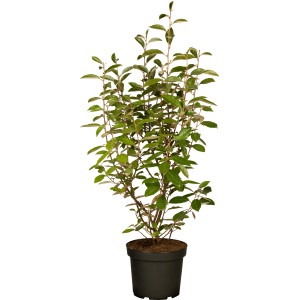 Wintergrüne Ölweide Set à 45 Stk. Höhe ca. 80-100cm Elaeagnus ebbingei