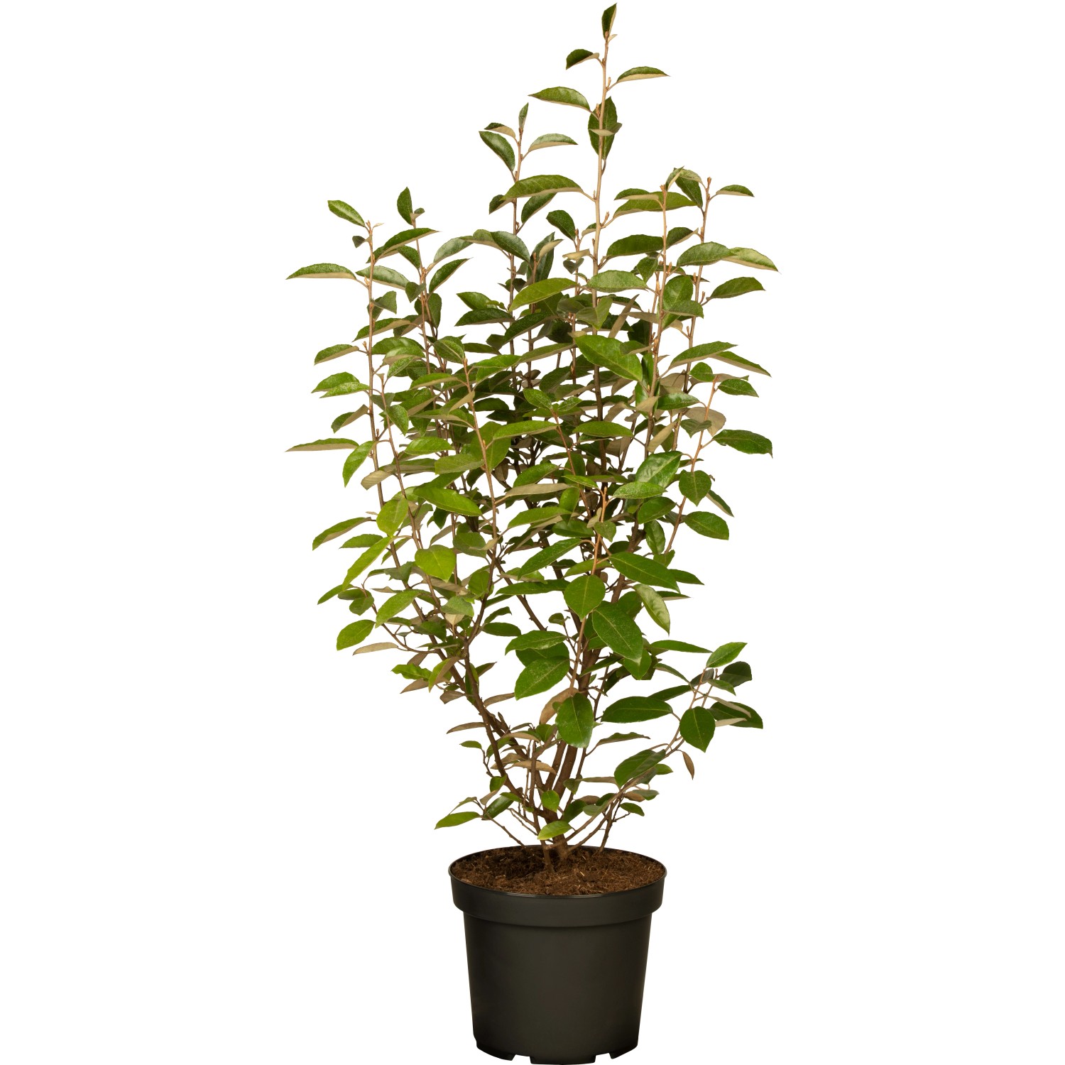 Wintergrüne Ölweide Set à 45 Stk. Höhe ca. 80-100cm Elaeagnus ebbingei