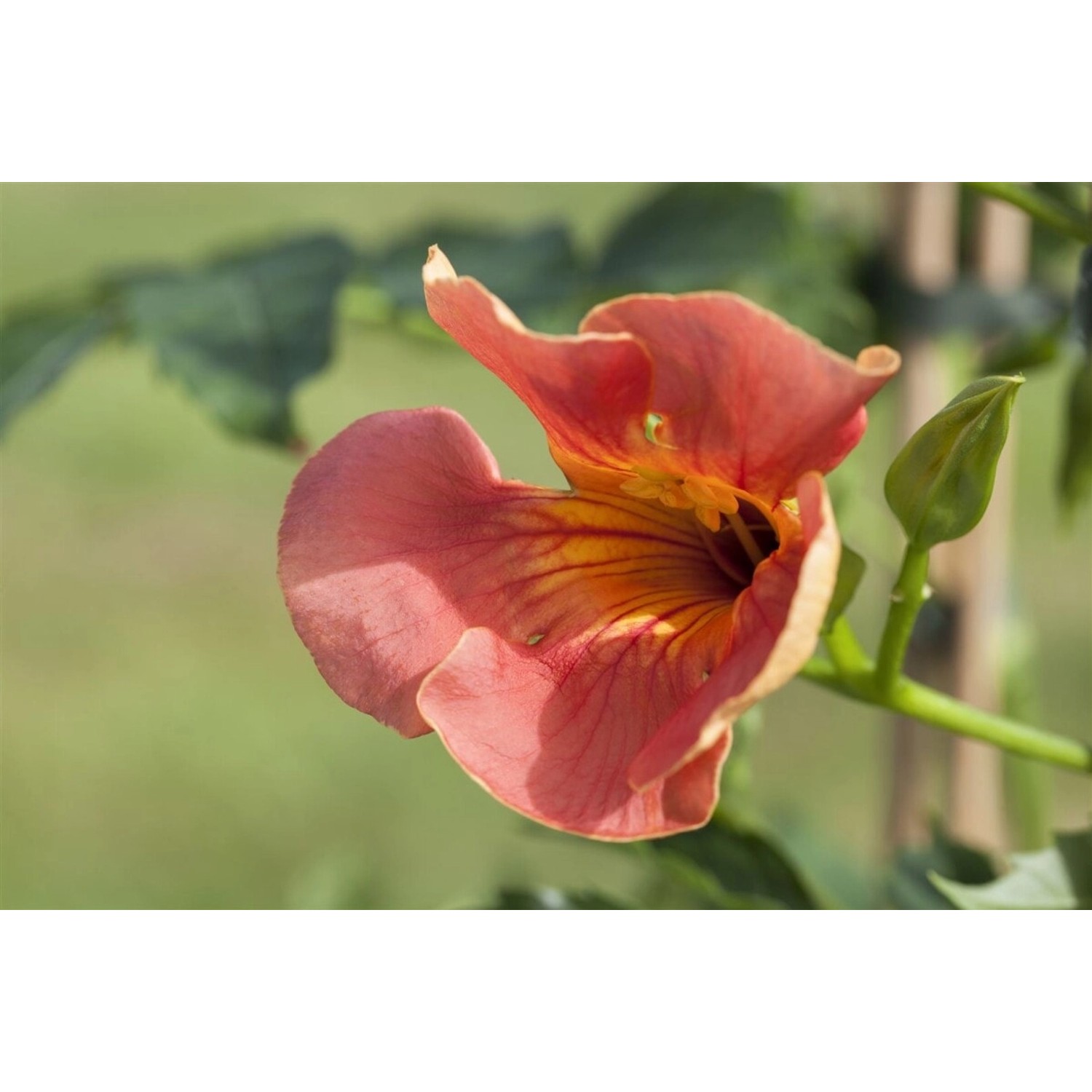 Nahaufnahme einer orangefarbenen Trompetenblume (Campsis Radicans Grandiflora) mit Knospe.