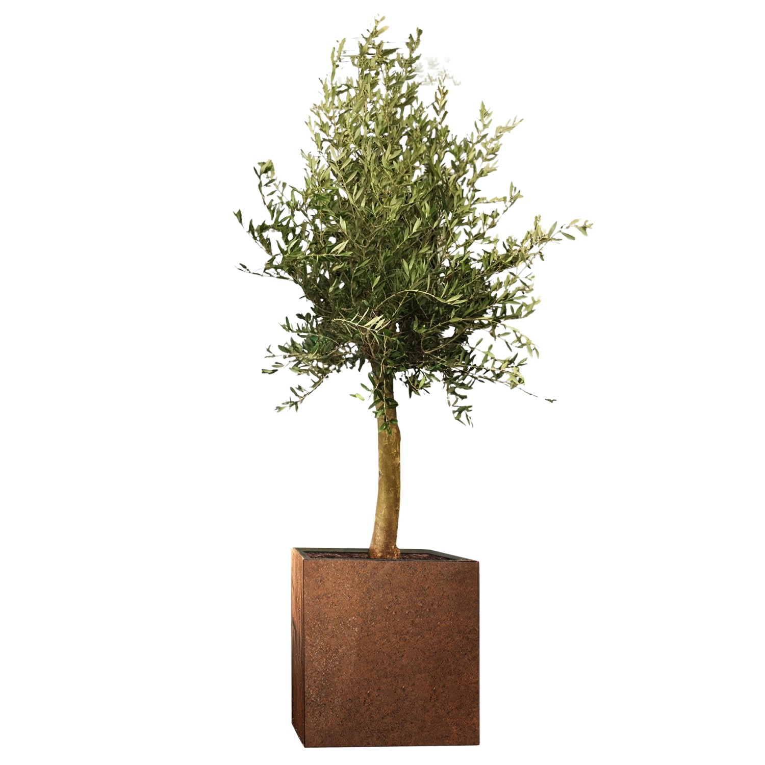 Olivenbaum Florida Set Corstenstahl-Kübel Topf-Ø ca. 60 cm x 60 cm x 60 cm günstig online kaufen