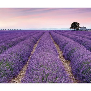 Komar Vlies Fototapete Provence mit Lavendelfeld, Baum und Haus unter rosa Himmel, 300x250 cm.