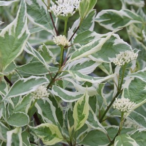 Hartriegel 'Elegantissima' Cornus alba 60 bis 80 cm im Container Weißgrün Panaschiertes Laub