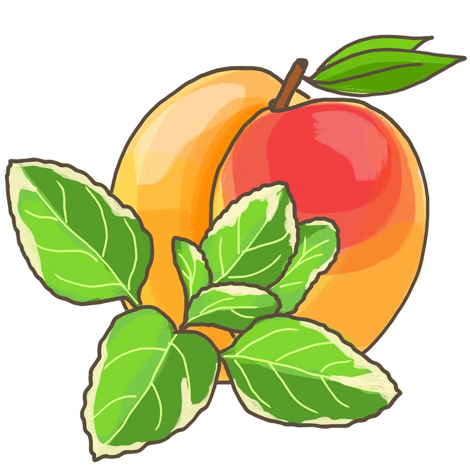 Illustration: Magenbitter-Salbei Variegata mit grün-weißen Blättern und Mangos.