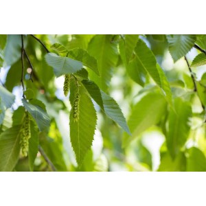 Nahaufnahme der grünen Blätter und Blütenstände einer Hainbuche (Carpinus betulus).