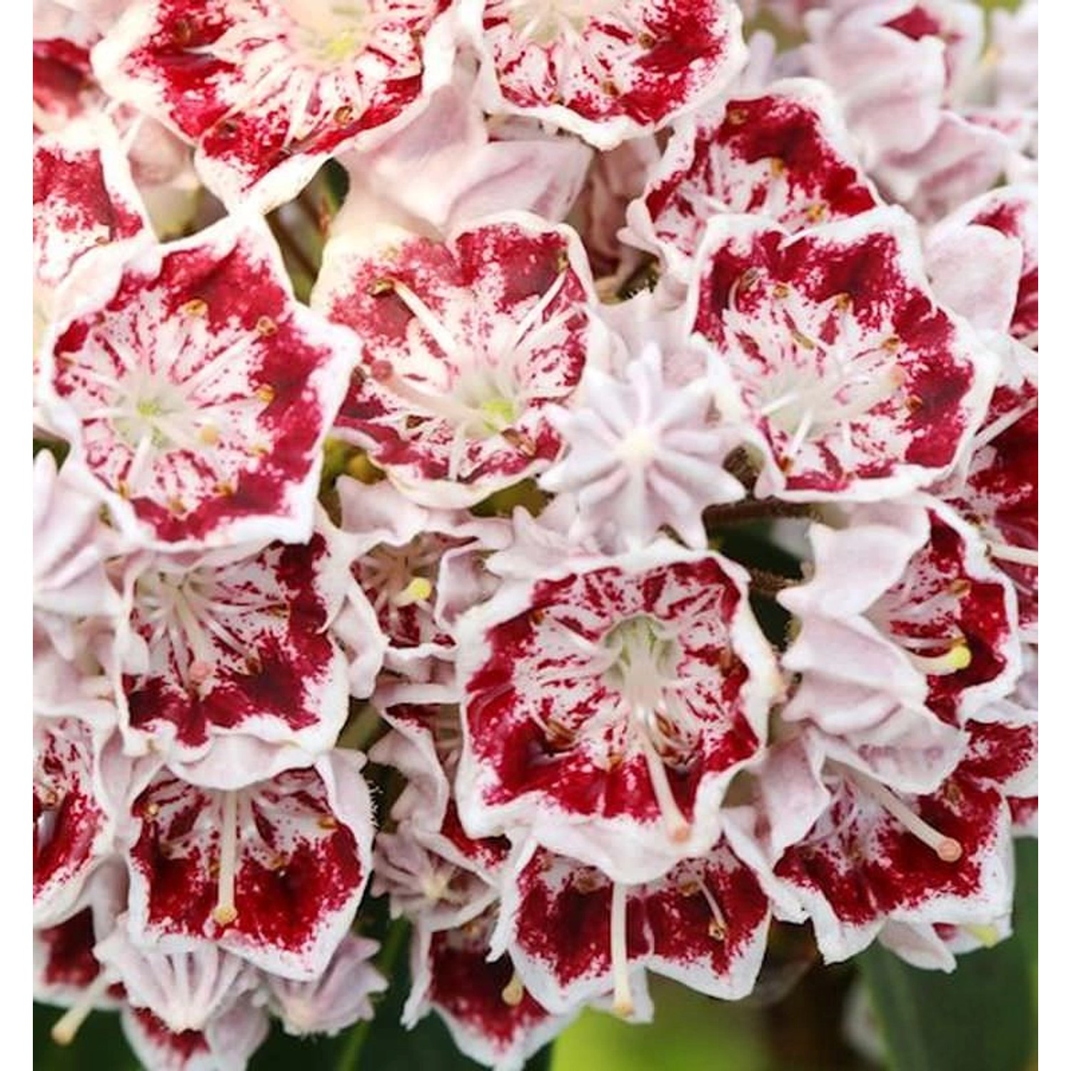 Großer Berglorbeer Carousel 30-40cm - Kalmia latifolia günstig online kaufen