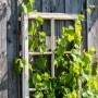 Weinrebe (Vitis vinifera) an altem Fensterrahmen vor Holzwand. GROW by OBI.