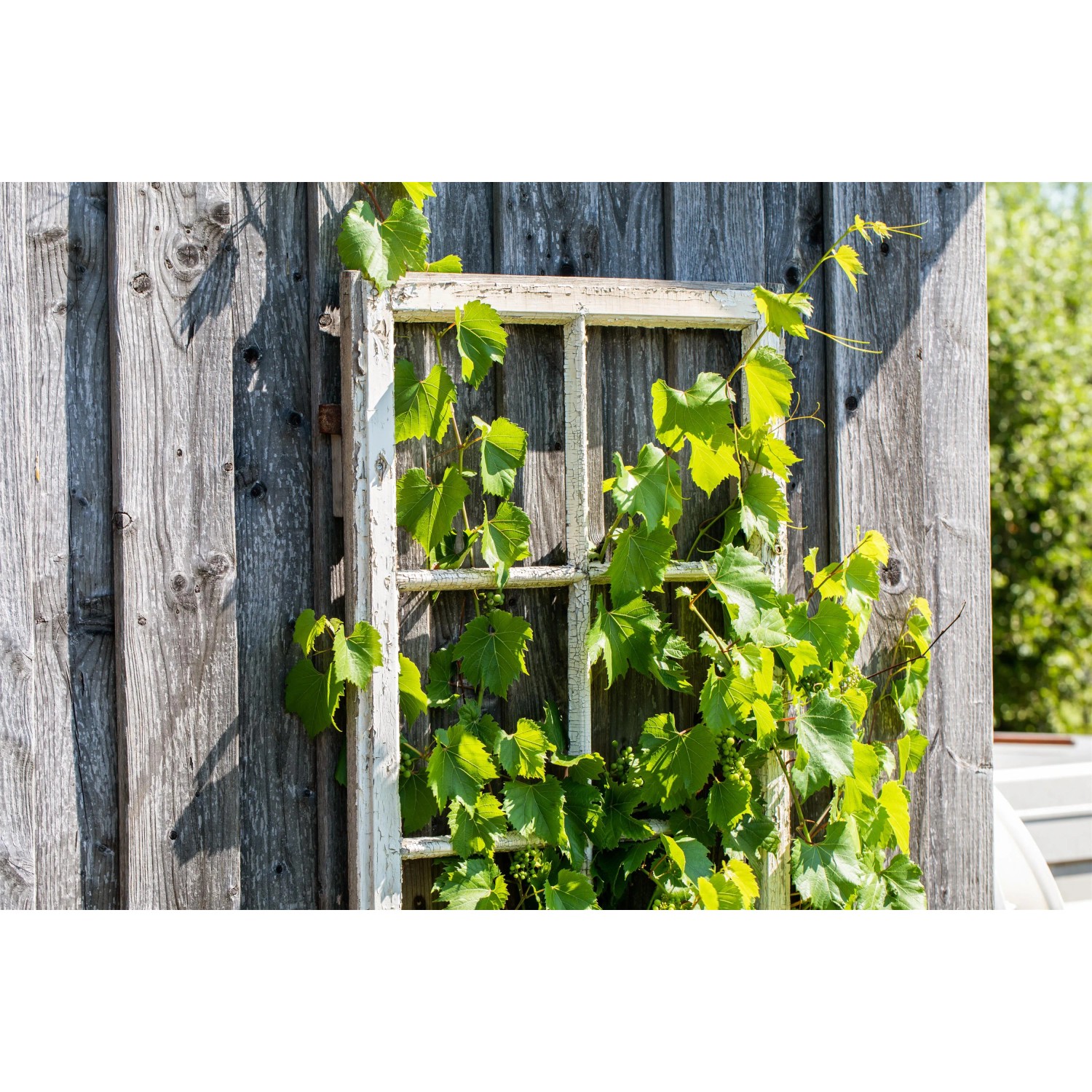 Weinrebe (Vitis vinifera) an altem Fensterrahmen vor Holzwand. GROW by OBI.
