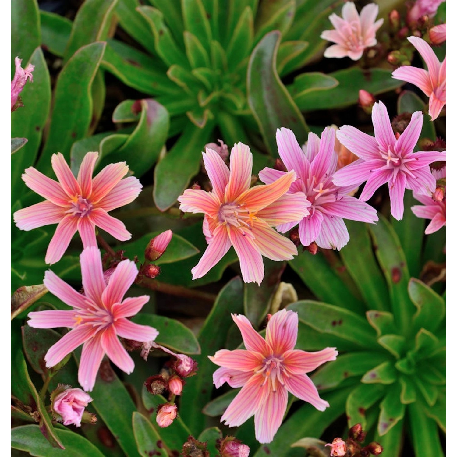 Bitterwurz Little Plum - Lewisia longipetala günstig online kaufen