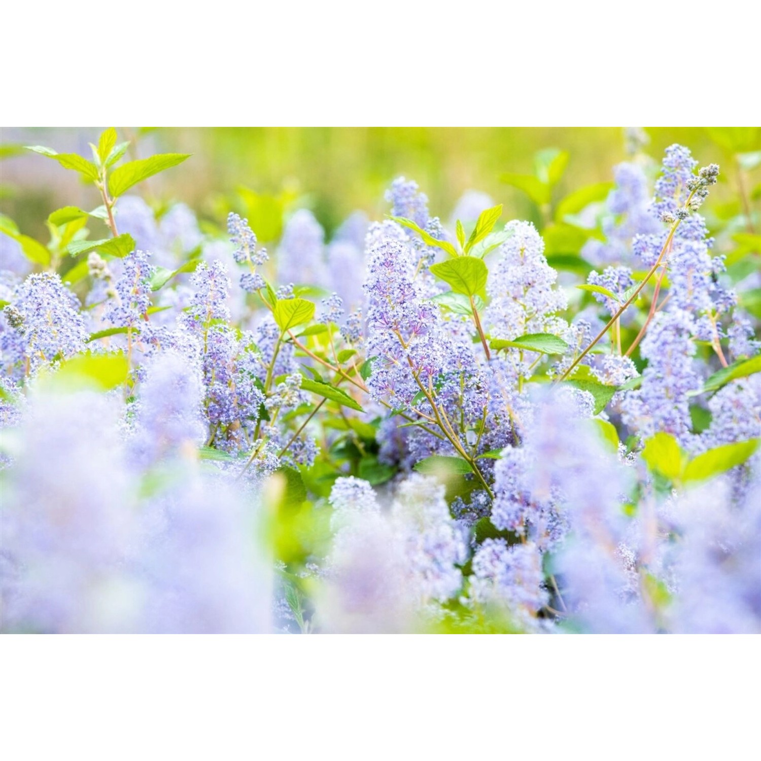 Ceanothus Delilianus Gloire D.Versailles Säckelblume Blau 60–100 cm günstig online kaufen