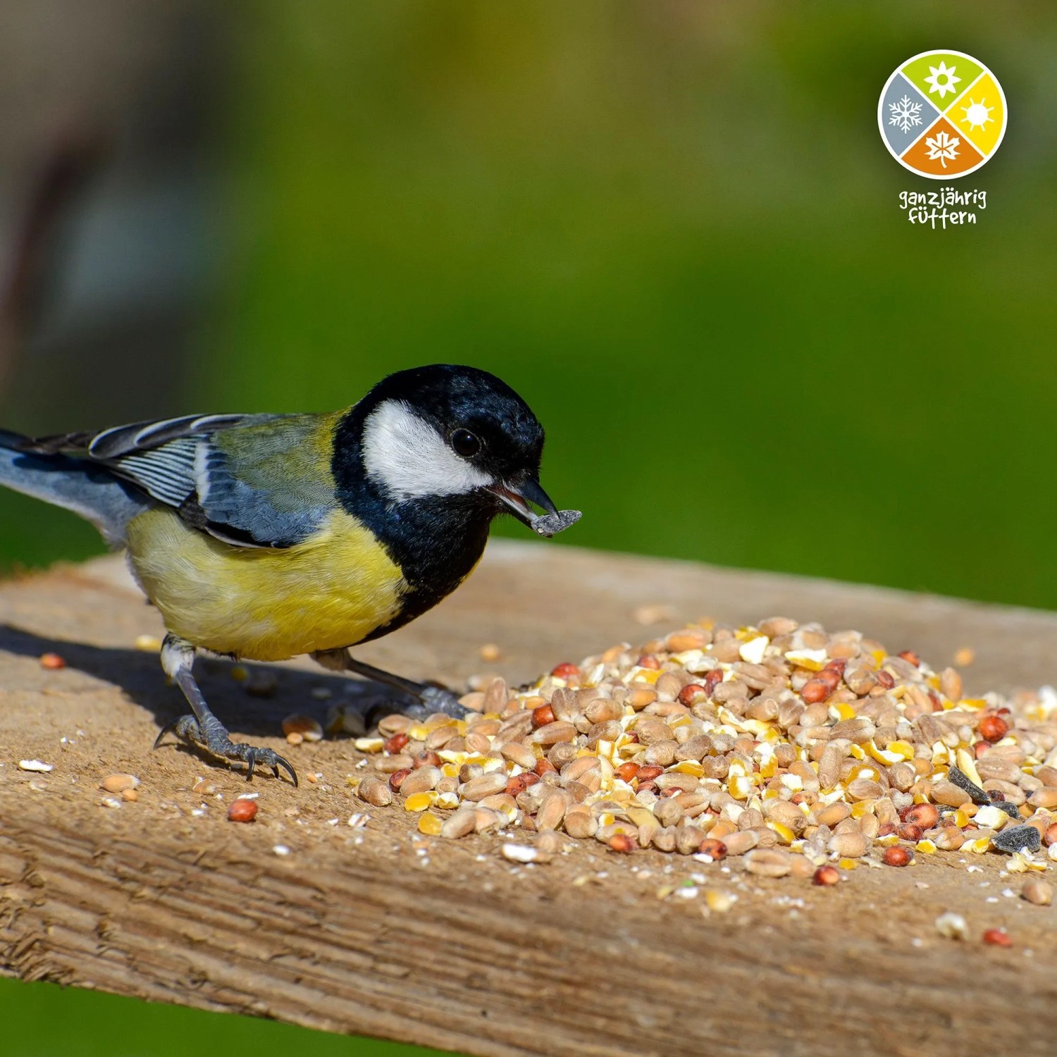 Kohlmeise frisst Dobar Winter-Streufutter auf Holz. Wildvogelfutter mit Getreide, Saaten. Ganzjährig füttern.