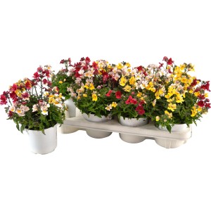 Dreifarbiger Elfenspiegel (Nemesia Sunsatia) im Topf, leuchtende Blüten in Gelb, Rot und Weiß.