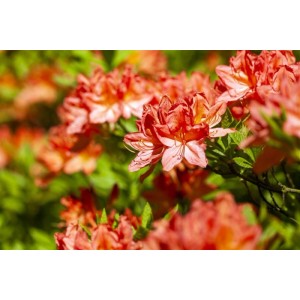 Leuchtend orange Rhododendron Luteum Azalee Blüten im Detail.