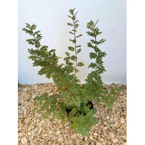 Baumfink Bibernellrose als Topfpflanze, 40-60cm hoch, mit grünen Blättern im Topf.