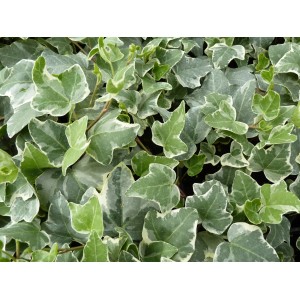 Efeu Glacier (Hedera helix) im Topf, grün-graue Blätter mit weißem Rand.