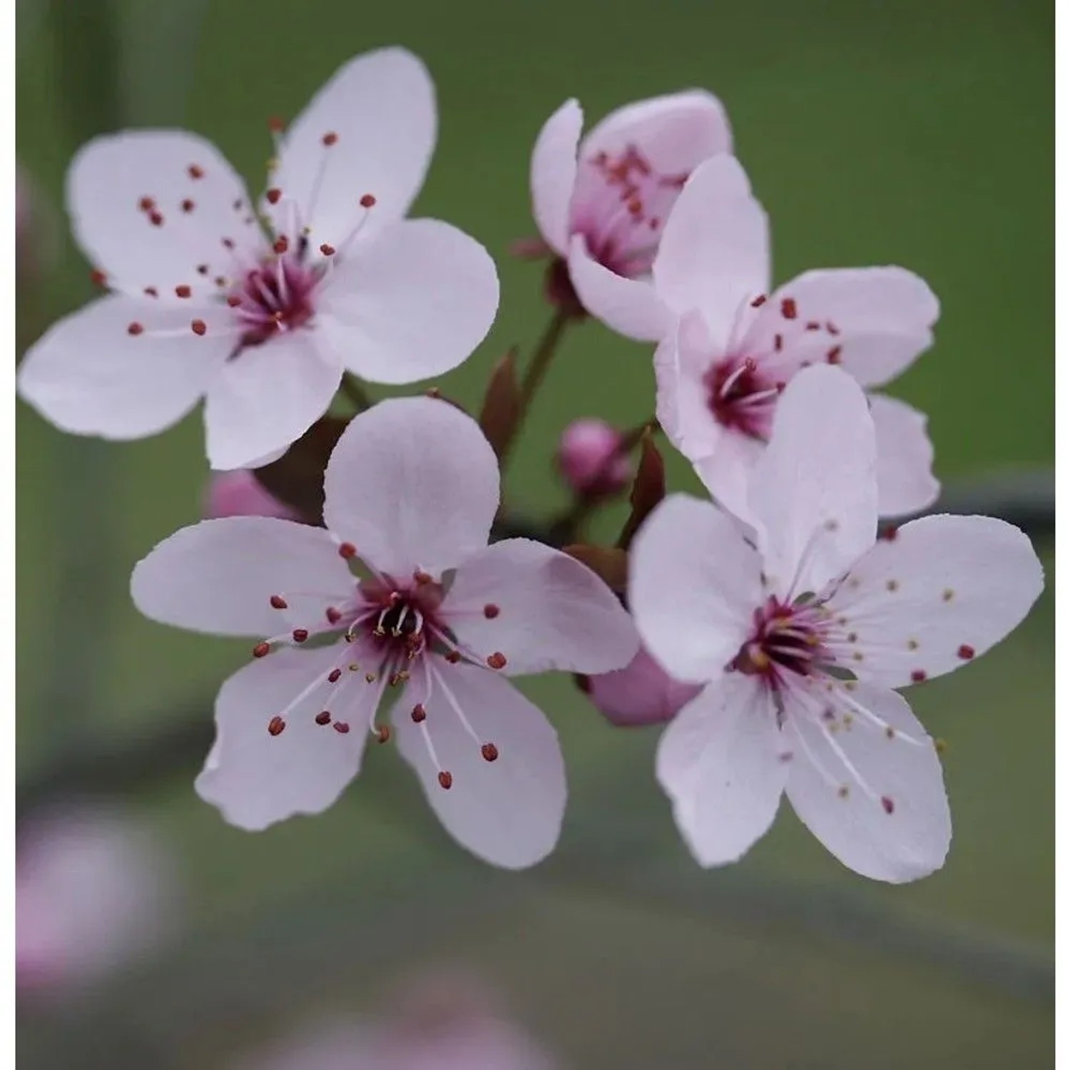 Blutpflaume 60-80cm - Prunus cerasifera