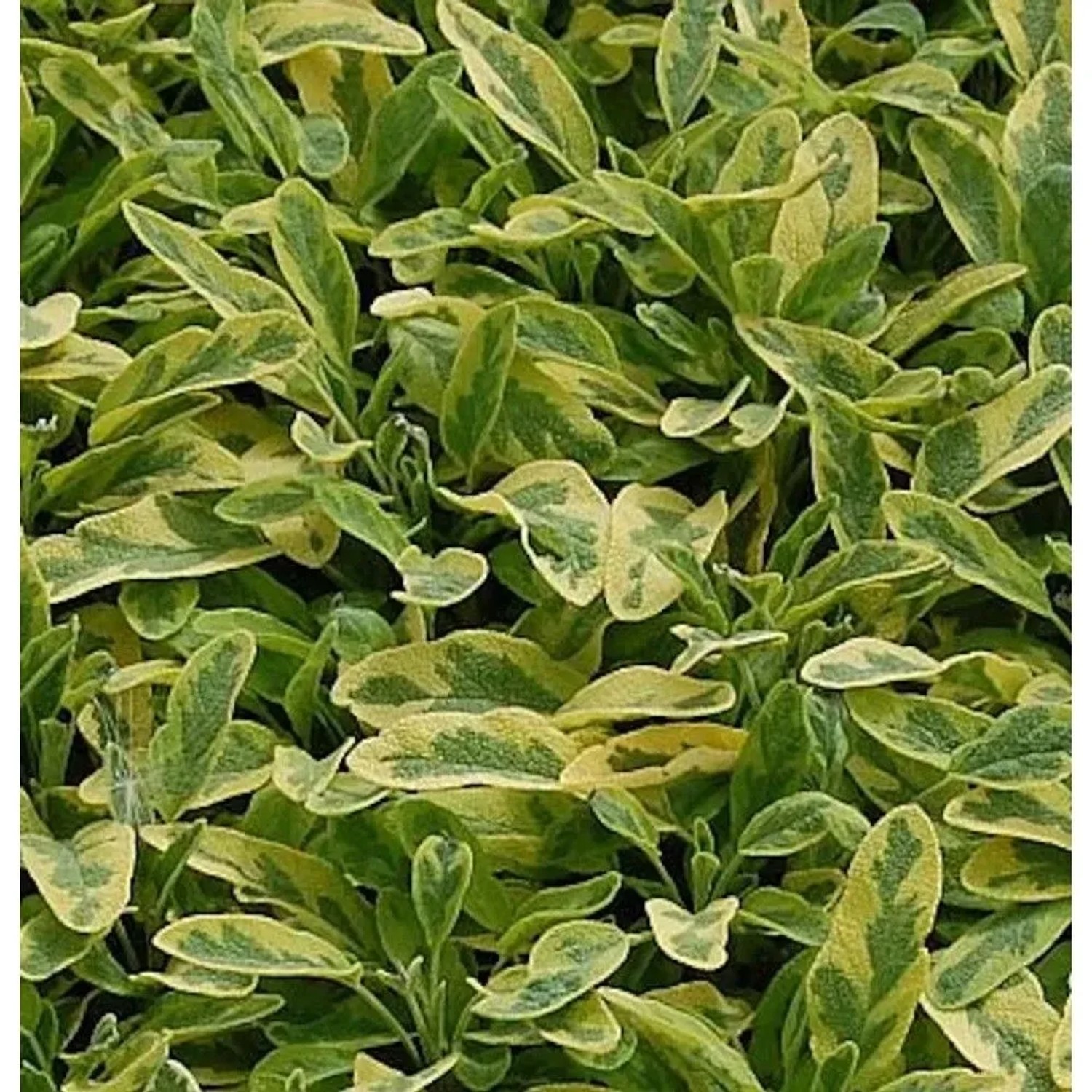 Echter Salbei Icterina - Salvia officinalis
