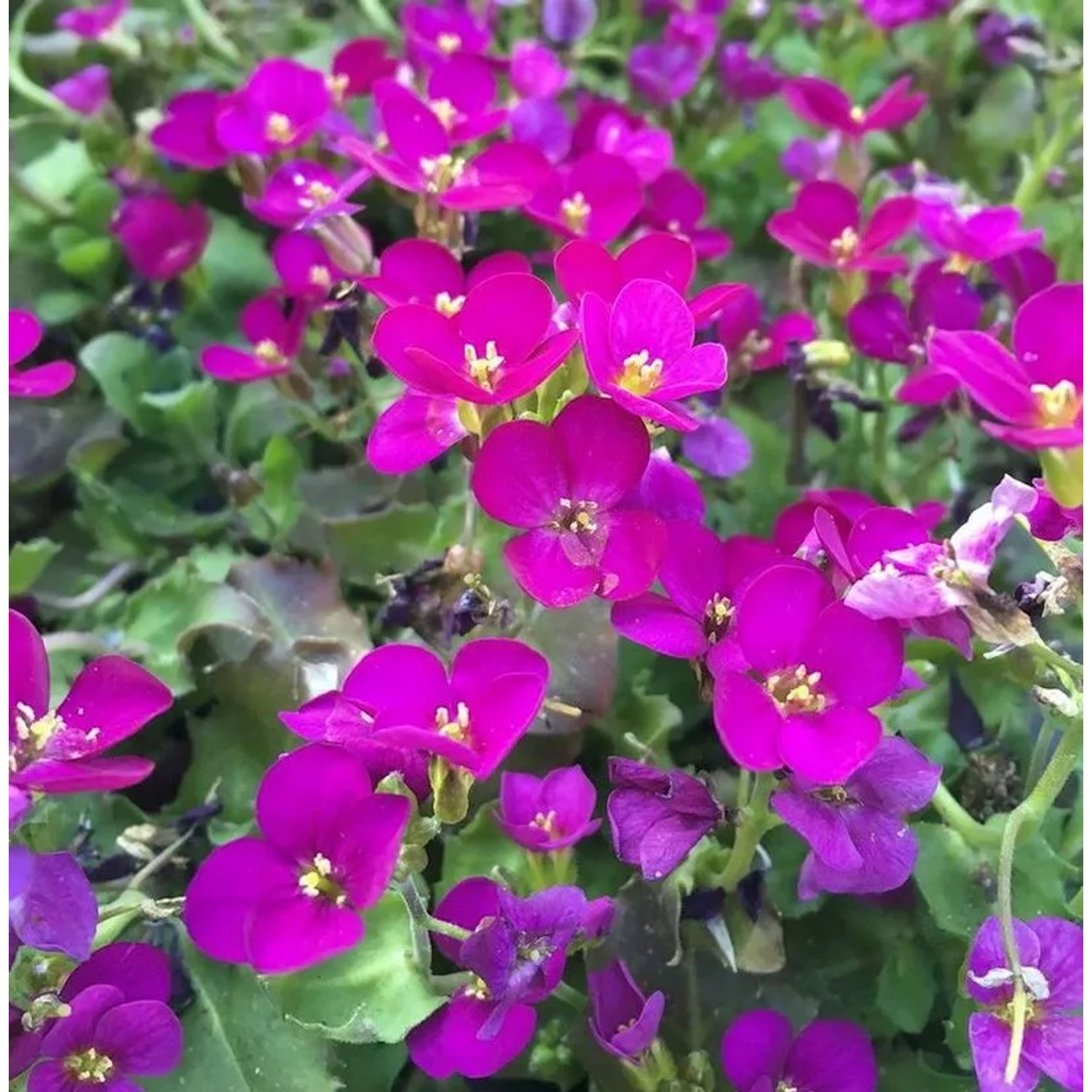 Gänsekresse Pinkie - Arabis caucasica