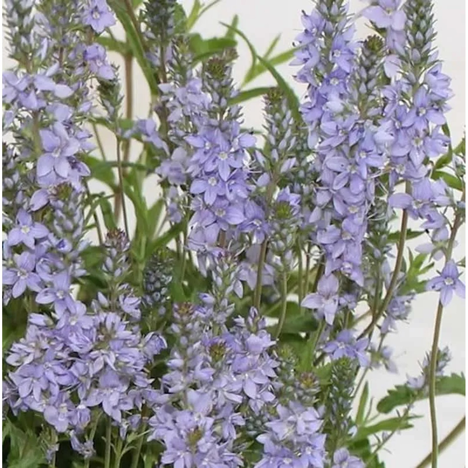 Niederliegender Garten Ehrenpreis Nestor - Veronica prostrata
