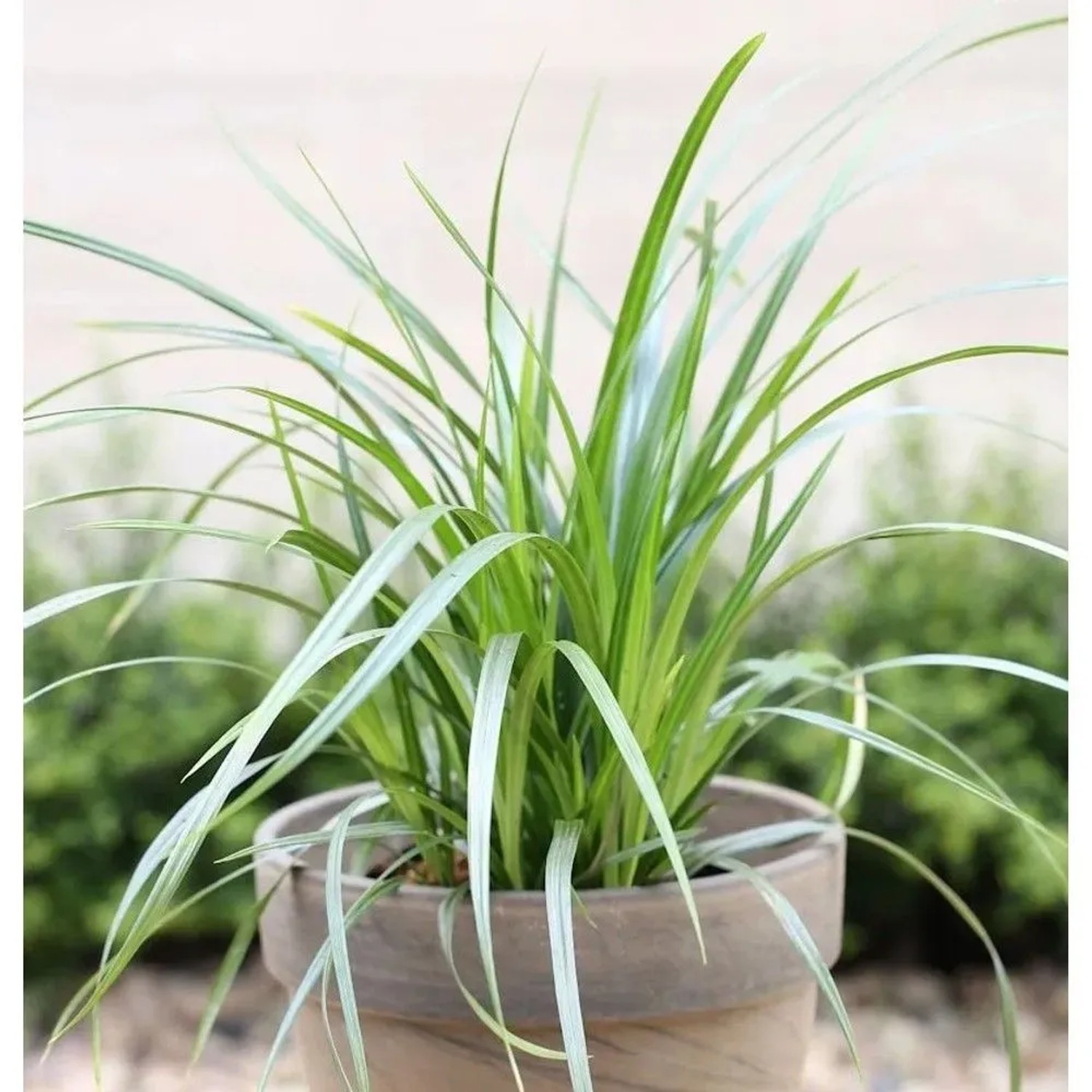 Teppich Japan Segge Irish Green - Carex foliosissima günstig online kaufen