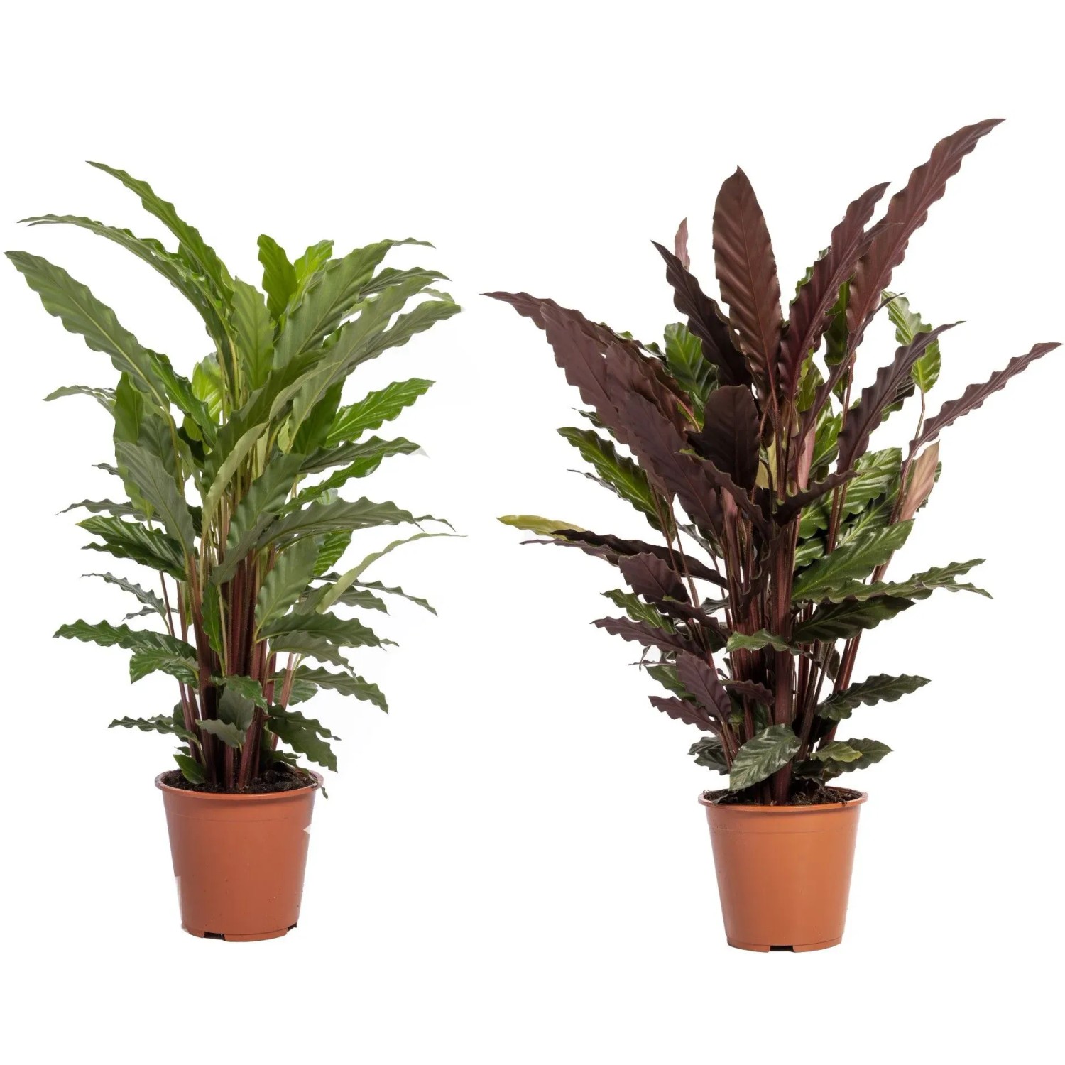 dracaena janet drachenbaum Drachenbaum - Dracaena Janet Lindt mit Viber Topf weiß - 95cm