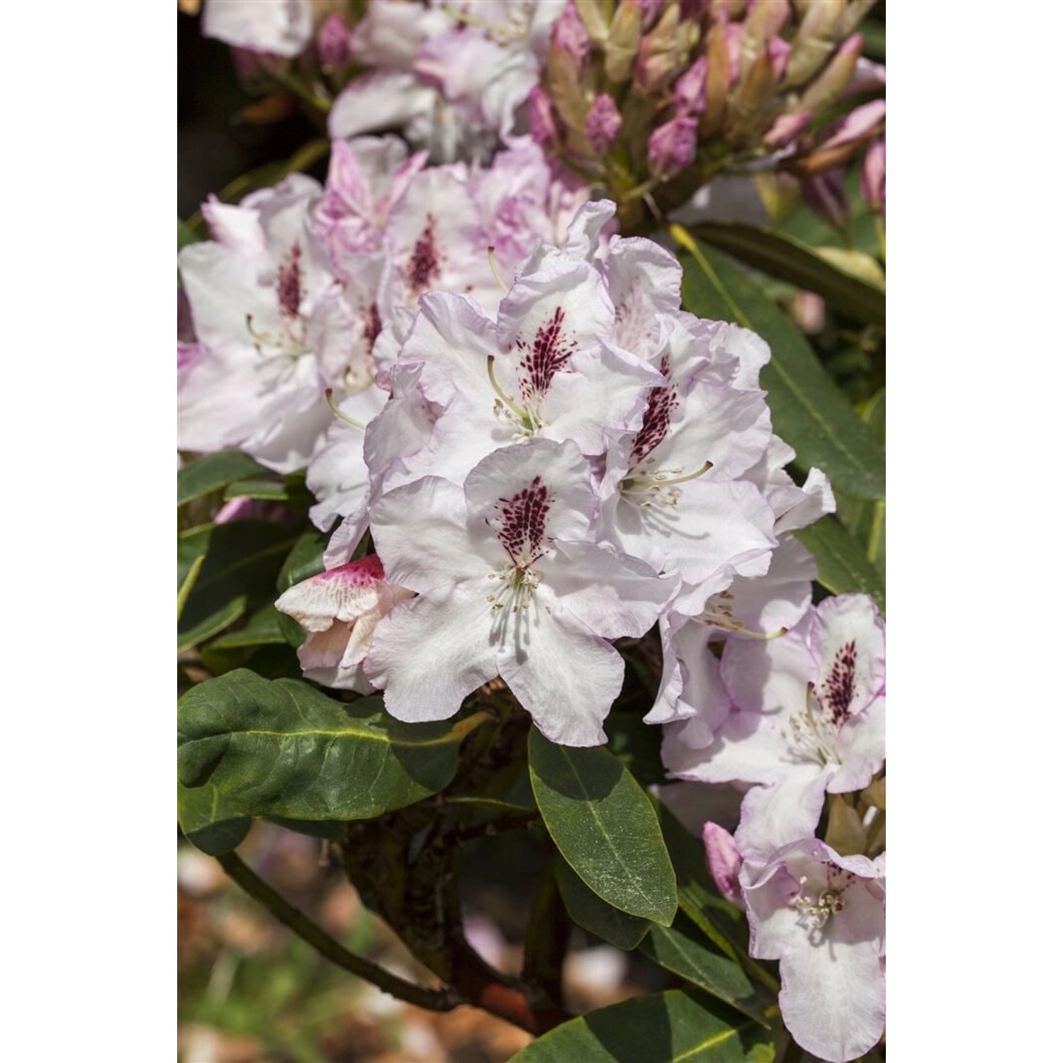 Rhododendron Hybr. Gudrun Rhododendron 30–40 cm Rosa Blüten günstig online kaufen