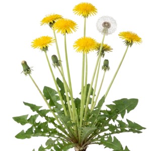 Löwenzahn Pflanze mit leuchtend gelben Blüten, einer Pusteblume und grünen, gezackten Blättern. Wildkraut.