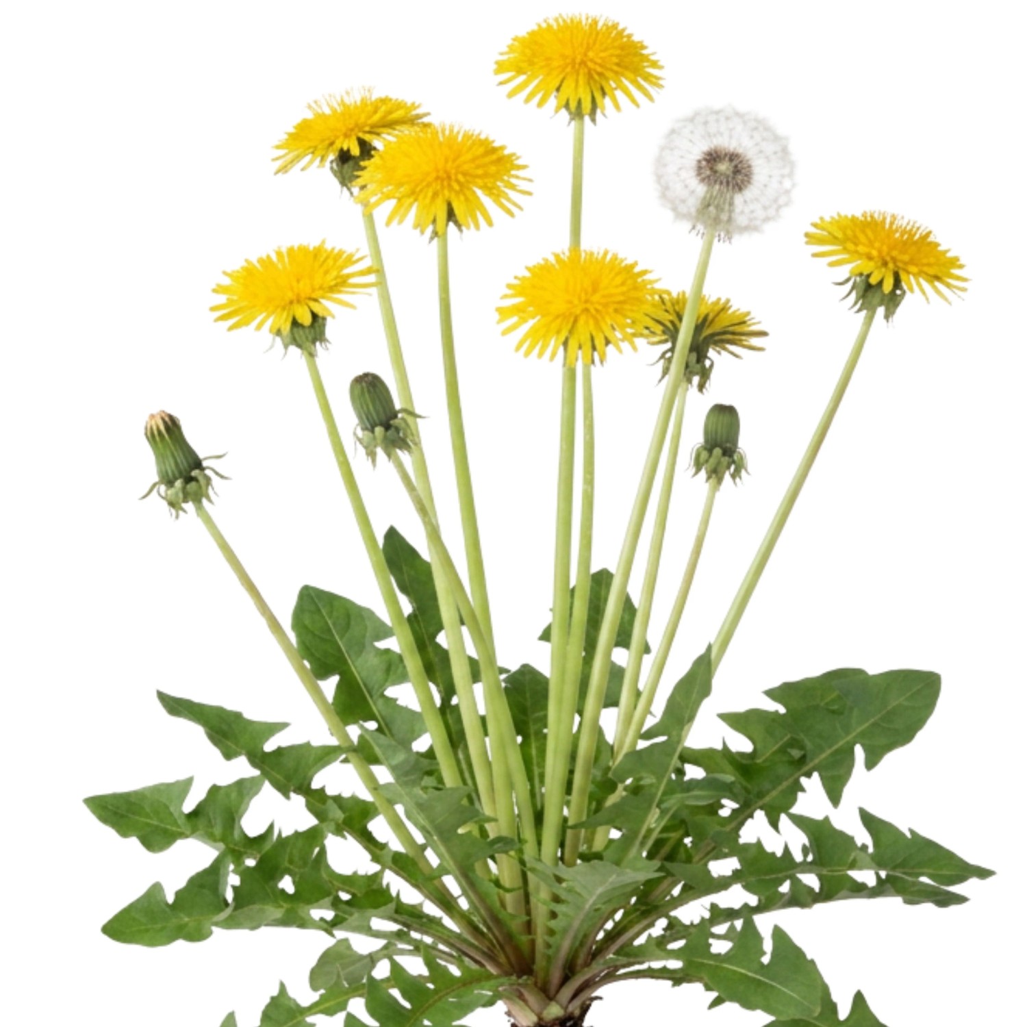 LaCaTho Löwenzahn Samen Taraxacum Officinale 5000 Samen Gelbe Blüten Wildkraut Speisepflanze