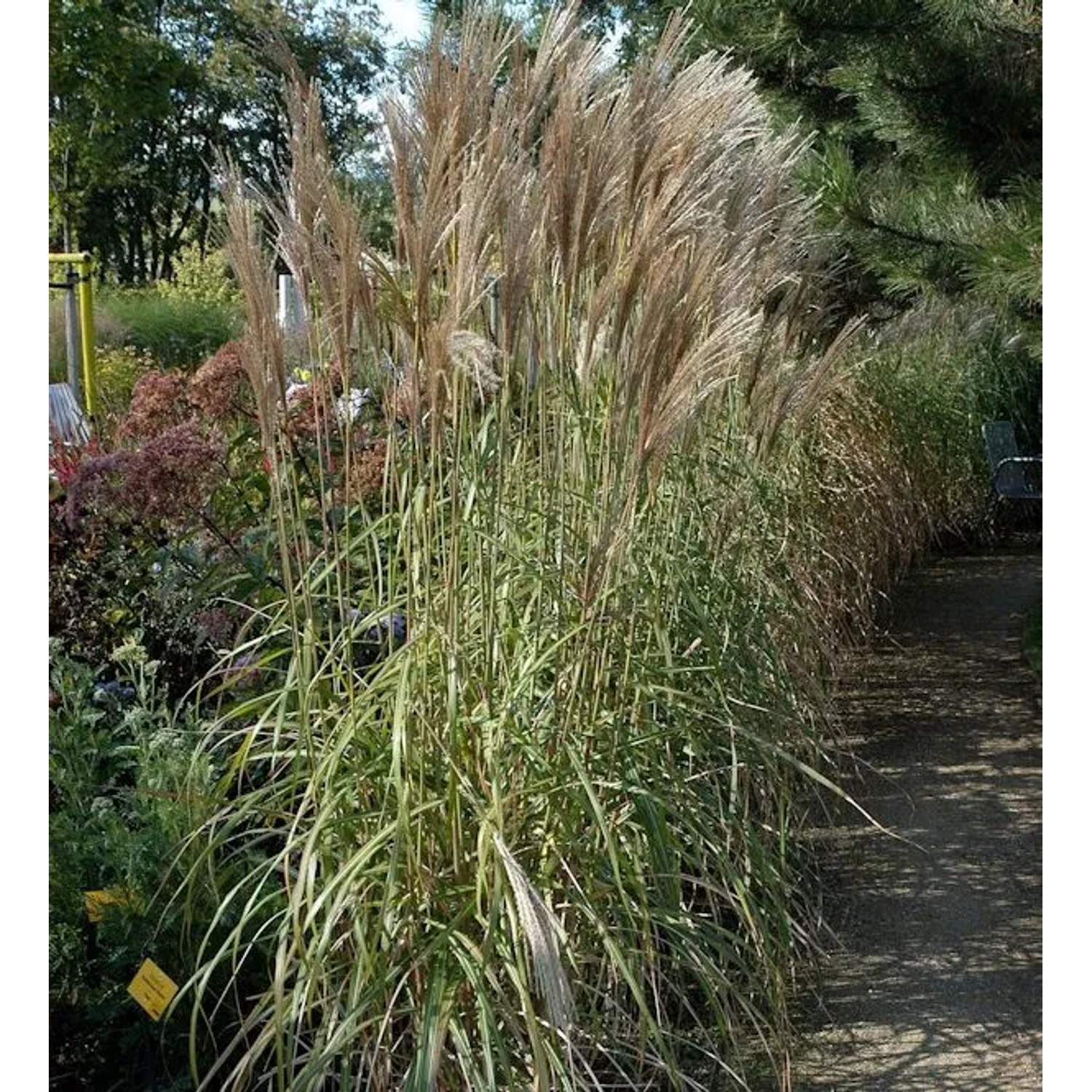 Chinaschilf Malepartus - Miscanthus sinensis