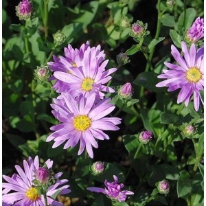 Rosa Sommeraster (Aster amellus) mit lila Blüten und gelber Mitte im Gartenbeet.