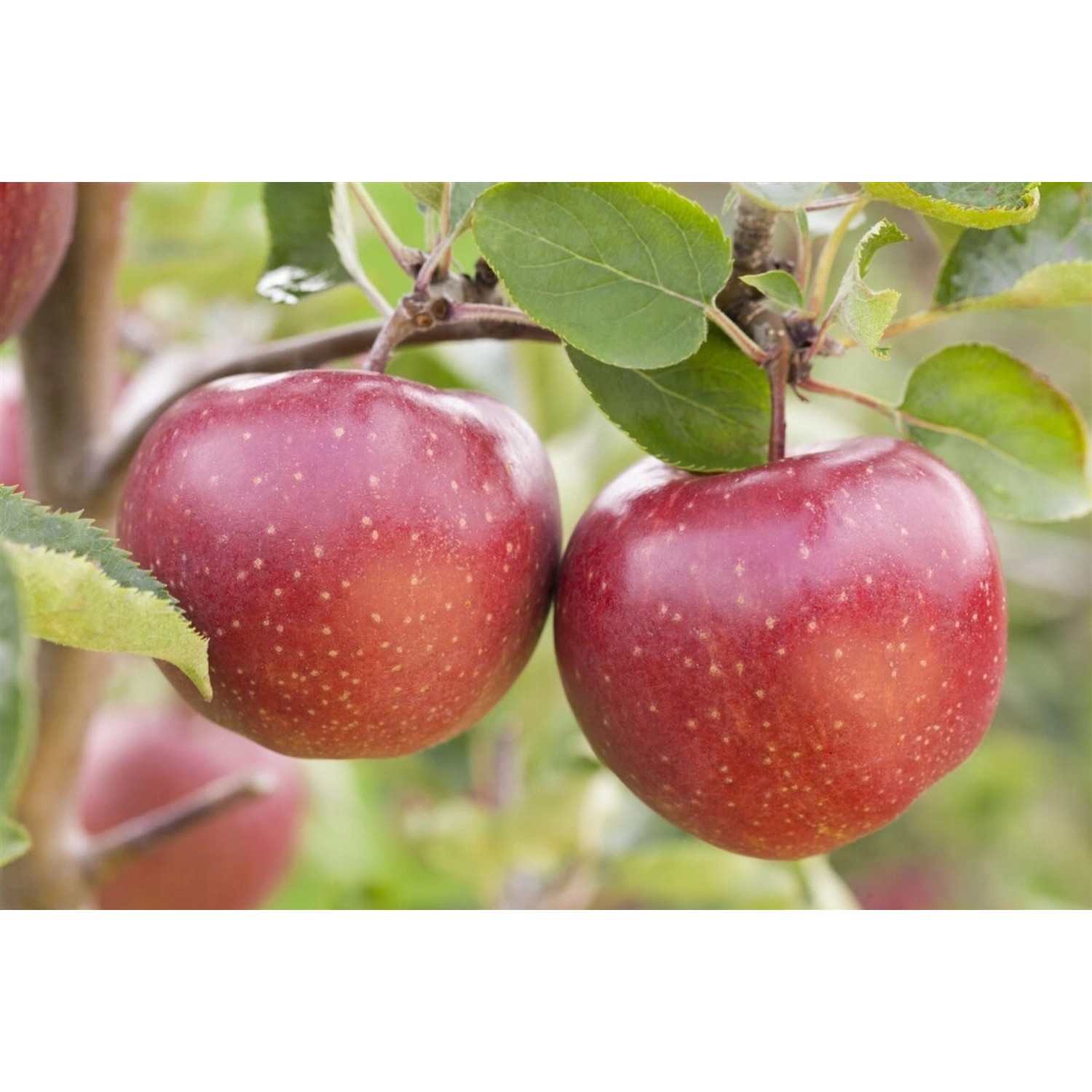 Malus Jonagold Apfelbaum 150–200 cm günstig online kaufen