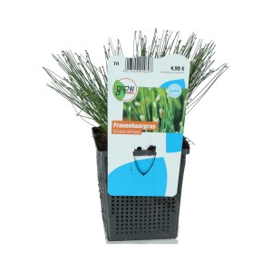 Frauenhaargras im Topf, Scirpus cernuus, von GROW by OBI. Sauerstoffpflanze für den Gartenteich.